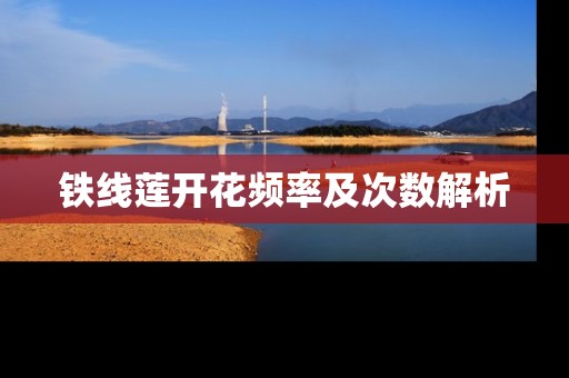 铁线莲开花频率及次数解析