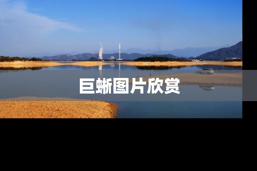 巨蜥图片欣赏