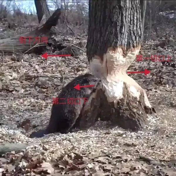 大自然最强伐木工：一不小心就被树压死 且死状凄惨
