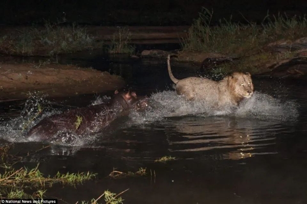 雄多雌少！三只脚狮子夜渡鳄鱼河马地盘找伴侣 创纪录游了2公里