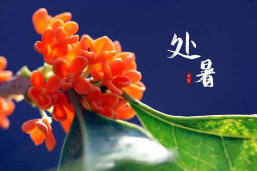 处暑下雨好还是晴天好2