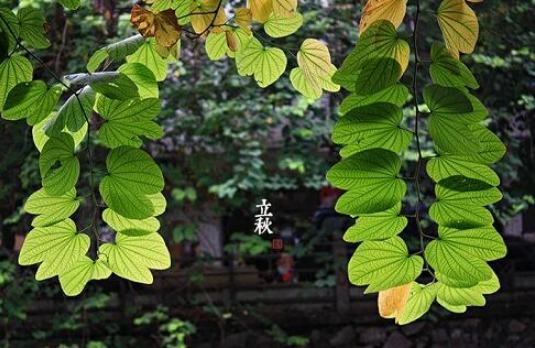 2023年立秋后会持续高温吗1