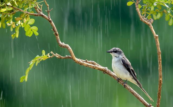 秋老虎下雨是不是就凉快了1