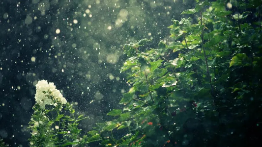 秋老虎下雨是不是就凉快了2