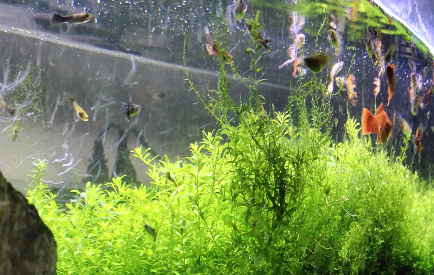 鱼缸青苔是怎么形成的2