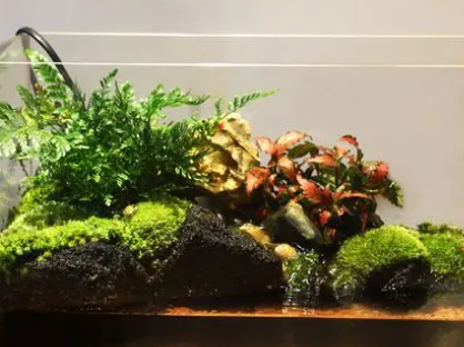 鱼缸青苔是怎么形成的4