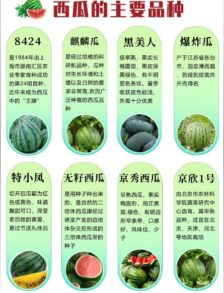 8424西瓜为什么叫84244