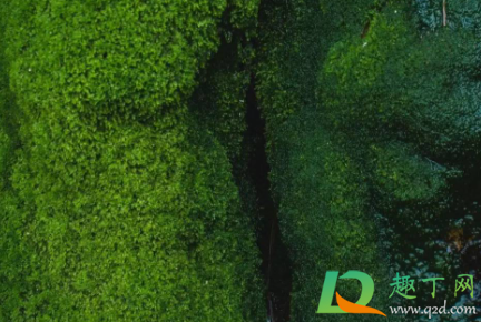 下雨天院子里的青苔怎么处理4