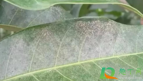 红蜘蛛在多少度高温下会死3
