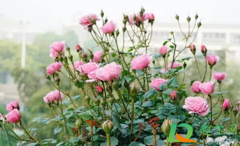 为什么大花月季开的花变小了5
