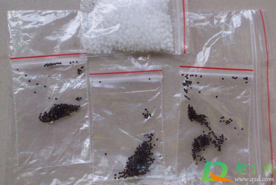 多肉种子种植前要冰吗2