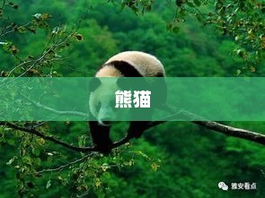 寻找熊猫，一段生态与自然之旅的完美结合找熊猫图片答案