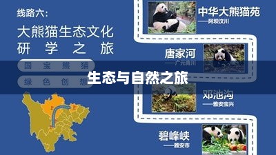 寻找熊猫，一段生态与自然之旅的完美结合找熊猫图片答案