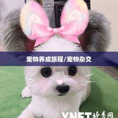 养小狗小游戏，乐趣无穷的宠物养成之旅养小狗小游戏,宠物可以杂交