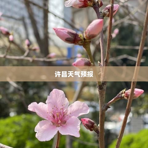 许昌未来30天天气预报查询，掌握天气动态，洞悉未来气象变化