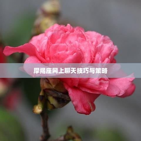 摩羯座网上聊天技巧与策略