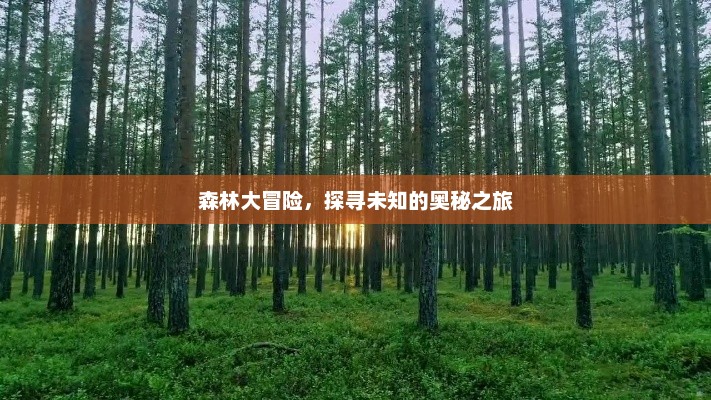 森林大冒险，探寻未知的奥秘之旅