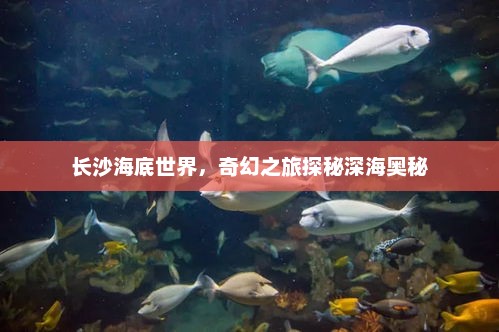 长沙海底世界，奇幻之旅探秘深海奥秘