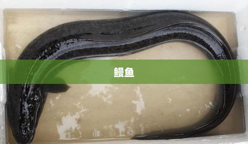 鳗鱼，软黄金般的珍贵鱼类