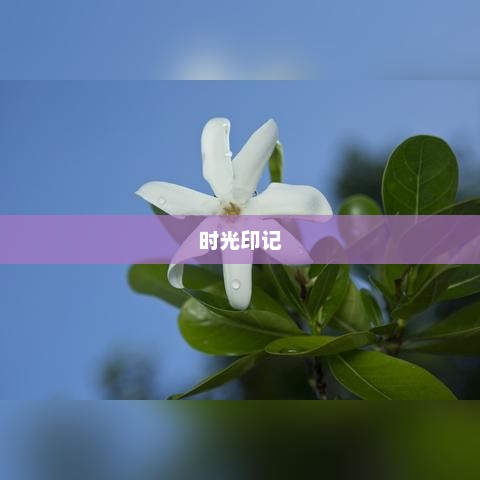 栀子花开，青春记忆与岁月回响——回顾2015年时光印记