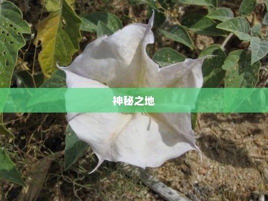Mandora，神秘之地，魅力无穷