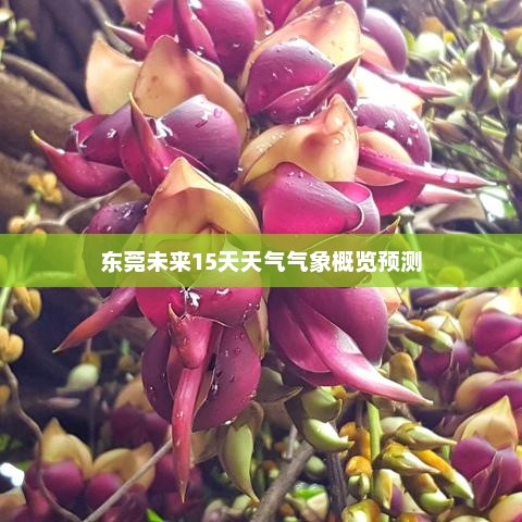 东莞未来15天天气气象概览预测