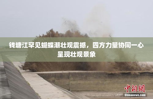 钱塘江罕见蝴蝶潮壮观震撼，四方力量协同一心呈现壮观景象