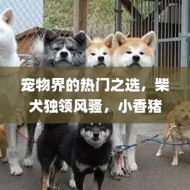 宠物界的热门之选，柴犬独领风骚，小香猪亦上榜十大最受欢迎宠物