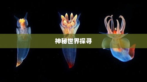 郦鸳，神秘世界的独特使者探寻之旅