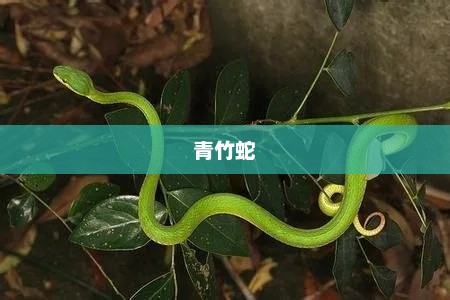 青竹蛇，神秘独特之生物探秘