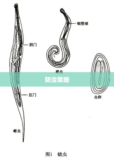 蛲虫，深入了解及防治策略指南