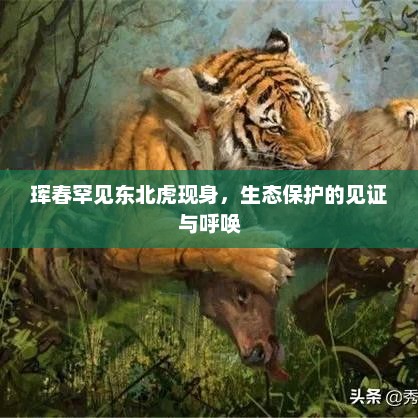 珲春罕见东北虎现身，生态保护的见证与呼唤
