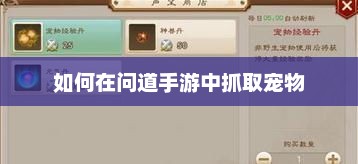 问道手游宠物捕捉秘籍，新手玩家的指南