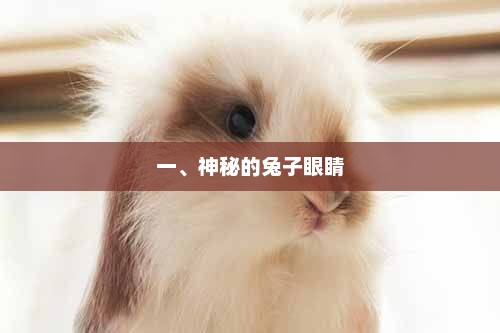 揭秘，为何兔子的眼睛像星星般闪烁？