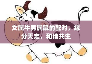 女属牛男属鼠，缘分天定，和谐共生的完美配对