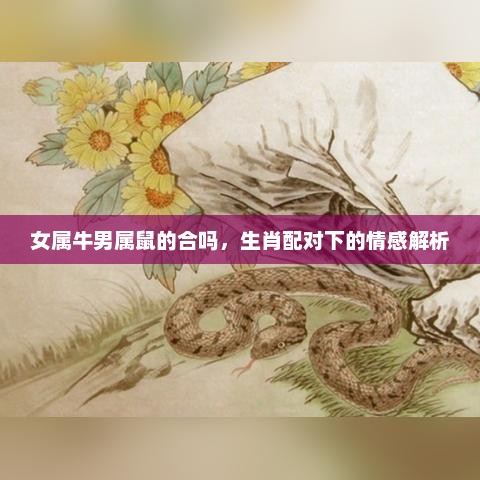 生肖配对下的情感解析，女属牛与男属鼠的合适性分析