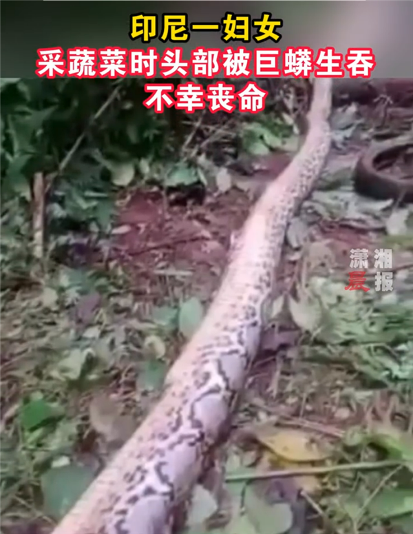 印尼妇女遭巨蟒吞噬身亡