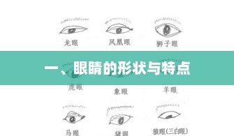 眼睛形状与特点分析