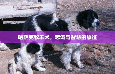 哈萨克牧羊犬，忠诚与智慧的象征，哈萨克牧羊犬，忠诚与智慧的象征的独特魅力