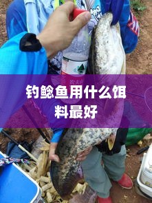 钓鲶鱼用什么饵料最好，钓鲶鱼最佳饵料推荐
