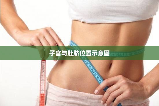 子宫与肚脐位置示意图，子宫与肚脐位置示意图，子宫与肚脐的相对位置