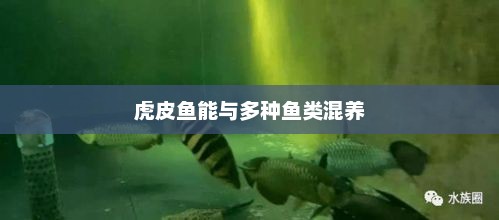 虎皮鱼能与多种鱼类混养，虎皮鱼可与多种鱼类和谐共处