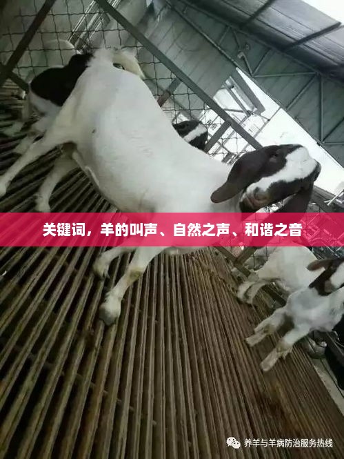 关键词，羊的叫声、自然之声、和谐之音，羊叫声中的和谐之声