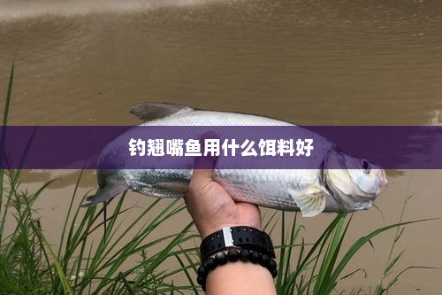 钓翘嘴鱼用什么饵料好，钓翘嘴鱼用腥香型饵料效果好