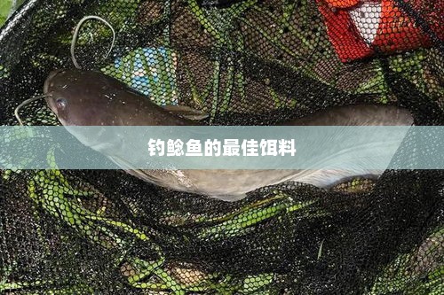 钓鲶鱼的最佳饵料，钓鲶鱼的最佳饵料推荐，诱鱼效果强的饵料选择