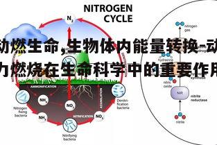 一、动燃在生物体内的基本作用