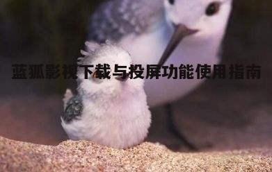 三、蓝狐影视内容丰富性