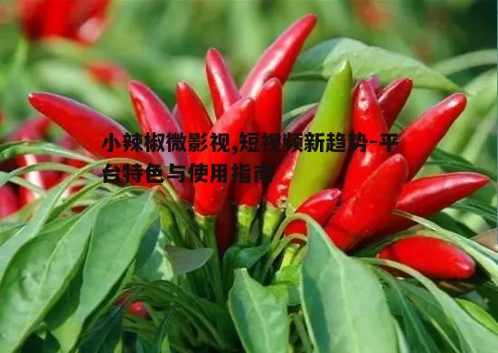 二、小辣椒微影视的核心功能